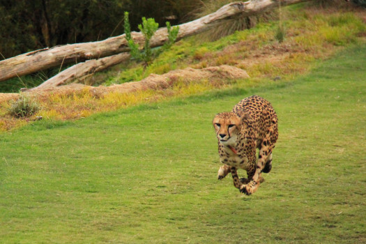 Cheetah Sprint